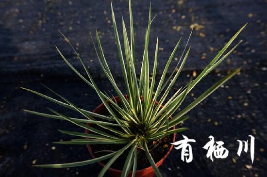 最贵的菖蒲是什么种类