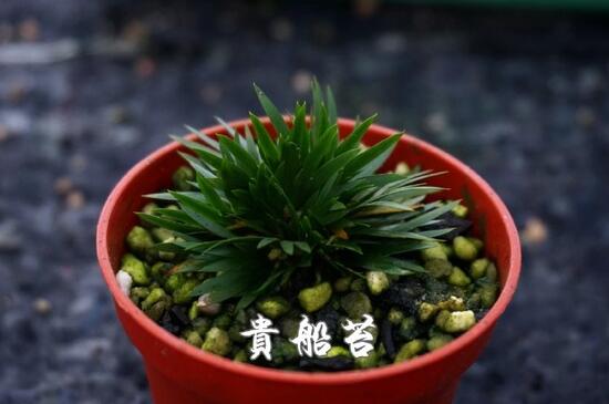 最贵的菖蒲是什么种类