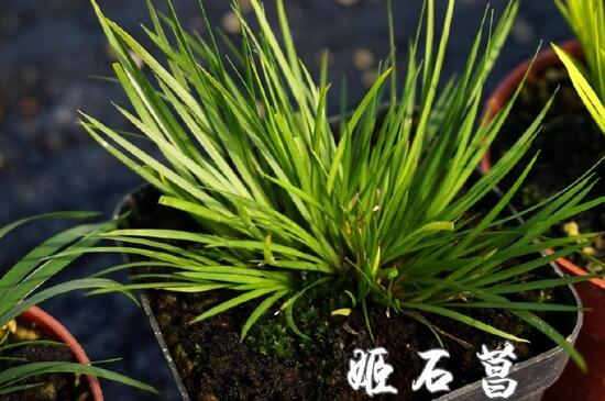 最贵的菖蒲是什么种类