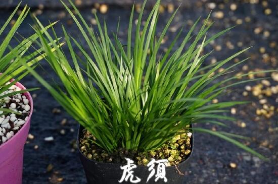 最贵的菖蒲是什么种类