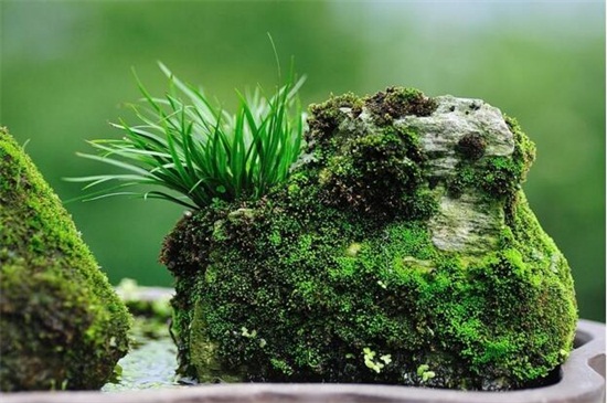 菖蒲盆景为何这么贵,环境运输成本高种类产量少