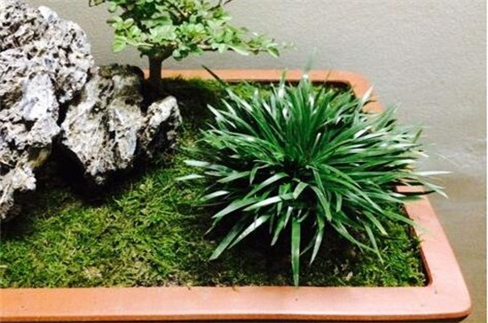 菖蒲盆景为何这么贵,环境运输成本高种类产量少