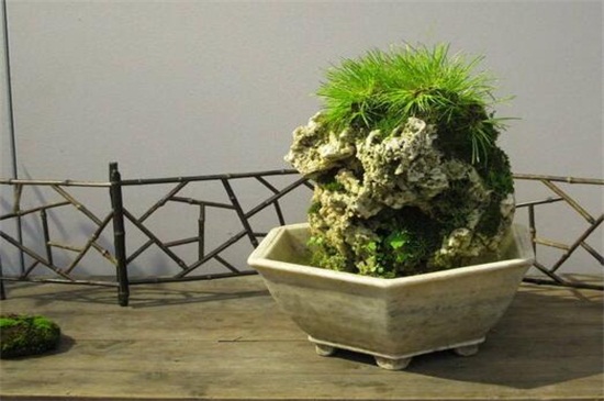 菖蒲盆景为何这么贵,环境运输成本高种类产量少