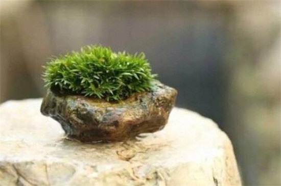 菖蒲盆景为何这么贵,环境运输成本高种类产量少