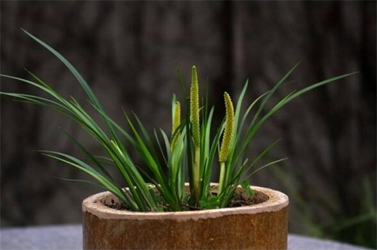 菖蒲盆景为何这么贵,环境运输成本高种类产量少