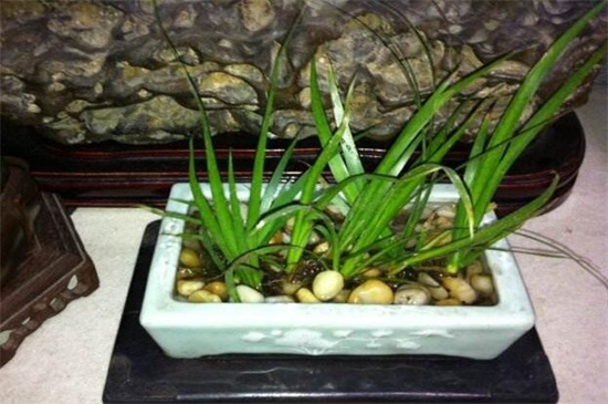 菖蒲盆景为何这么贵,环境运输成本高种类产量少