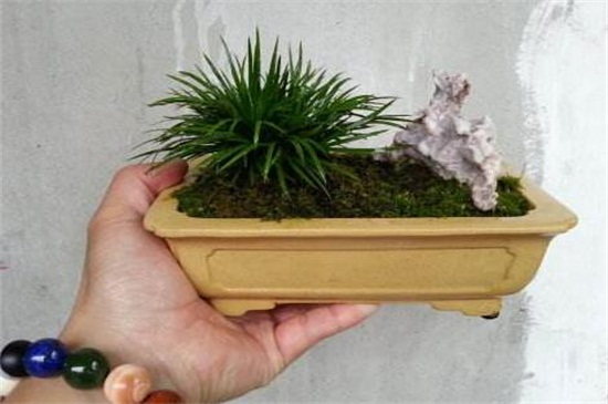 菖蒲盆景为何这么贵,环境运输成本高种类产量少