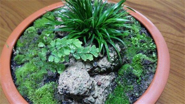 金钱菖蒲水培养殖办法