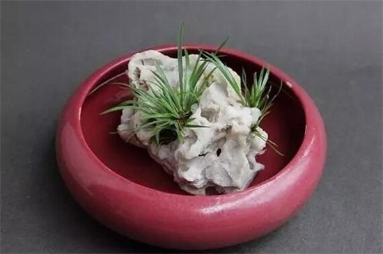 金钱菖蒲水培养殖办法