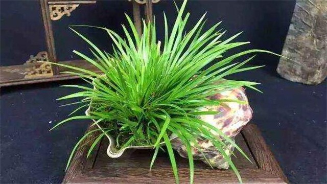 菖蒲叶子黄了如何办