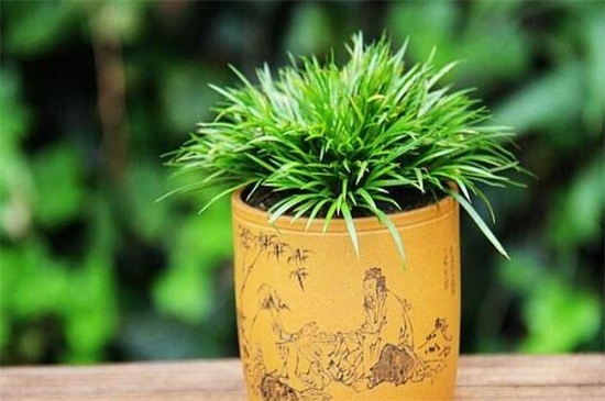 菖蒲叶子黄了如何办