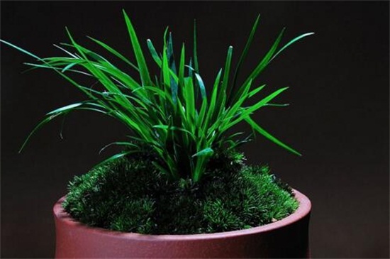 室内菖蒲如何养殖