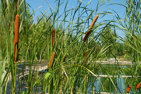 菖蒲的资料：别名白菖蒲、藏菖蒲。多年水生草本植物，全株有毒