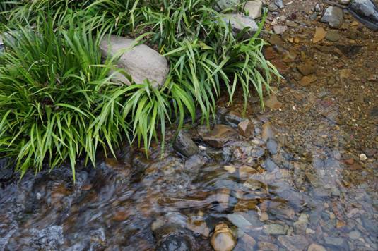 菖蒲的资料：别名白菖蒲、藏菖蒲。多年水生草本植物，全株有毒