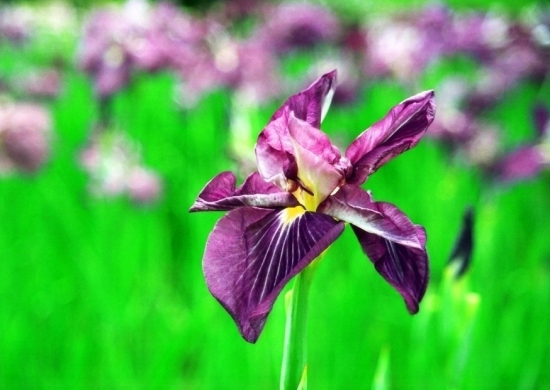 菖蒲花写照 菖蒲花语:信仰者的幸福