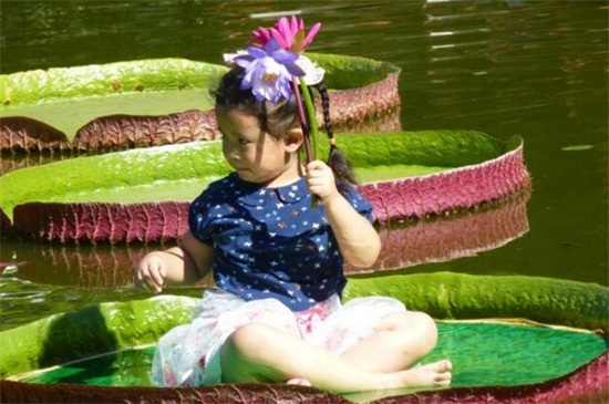 王莲的叶子为何能载人，叶子大并有粗状经脉