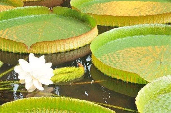 王莲的叶子为何能载人，叶子大并有粗状经脉