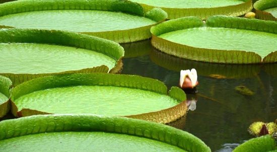 王莲 王莲能坐人吗:王莲可以坐人,直径1.5米左右的王莲叶子,能承受一个普通成年人体重