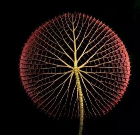 王莲的叶脉 王莲能坐人吗:王莲可以坐人,直径1.5米左右的王莲叶子,能承受一个普通成年人体重