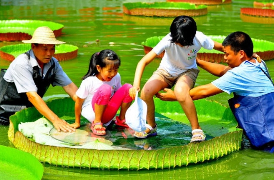 王莲 王莲能坐人吗:王莲可以坐人,直径1.5米左右的王莲叶子,能承受一个普通成年人体重