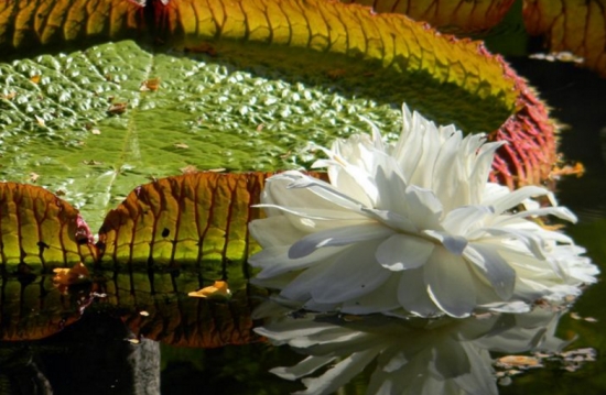 王莲 王莲能坐人吗:王莲可以坐人,直径1.5米左右的王莲叶子,能承受一个普通成年人体重