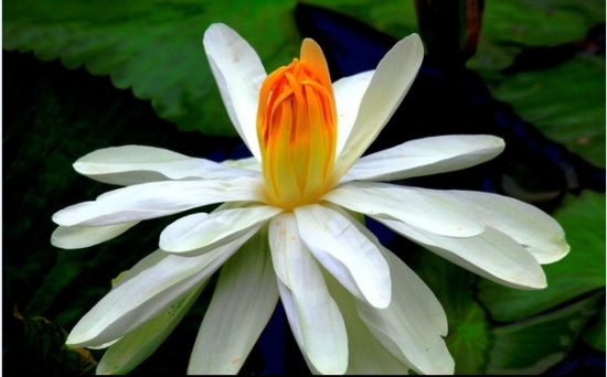 亚马逊王莲花卉 王莲的资料:水生有花植物中的王者