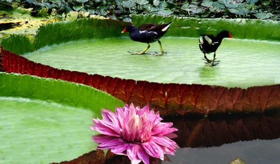 王莲和野鸭 王莲的资料:水生有花植物中的王者