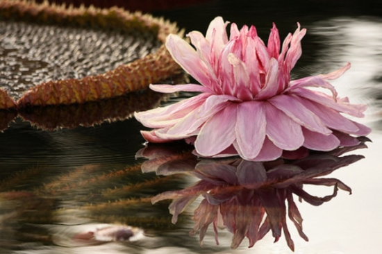 特里克王莲花卉 王莲的资料:水生有花植物中的王者