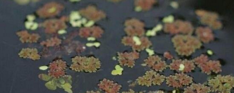 满江红属于什么植物