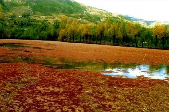 满江红是什么植物：满景红是一年生草本蕨类植物