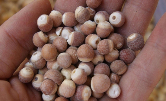 孕妇能吃芡实吗：芡实性属平，不寒不躁，很适合孕妇食用