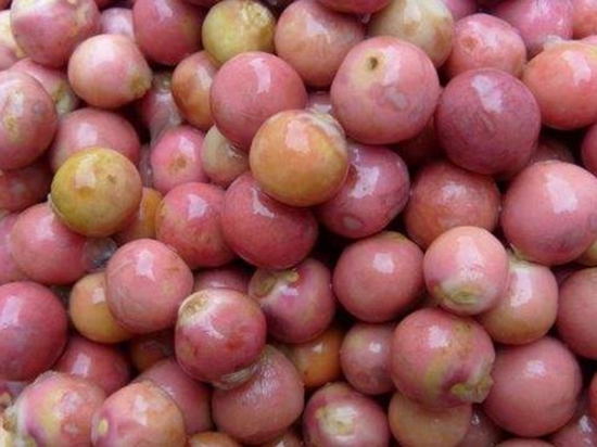 芡实是什么：水生草本植物，浆果和植株统称芡实，果实也叫“鸡头米”