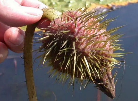 芡实是什么：水生草本植物，浆果和植株统称芡实，果实也叫“鸡头米”