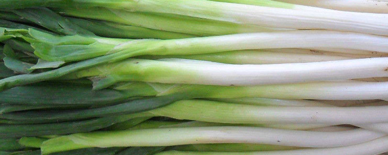 大葱叶子上有白斑如何处理