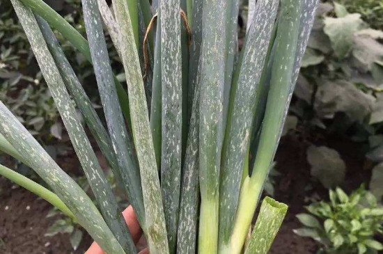 大葱叶子上有白斑如何处理