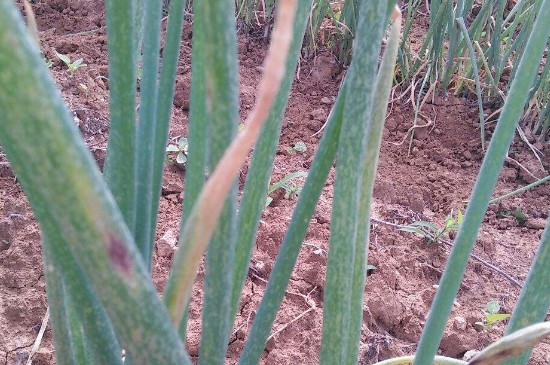 大葱叶子上有白斑如何处理