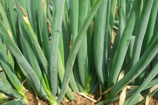 大葱叶子上有白斑如何处理