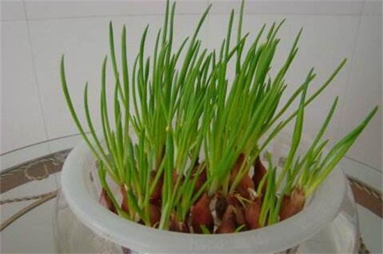 水培葱的办法