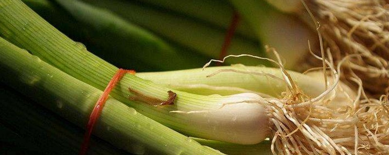 水养葱的正确办法