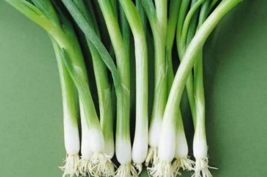 水养葱的正确办法