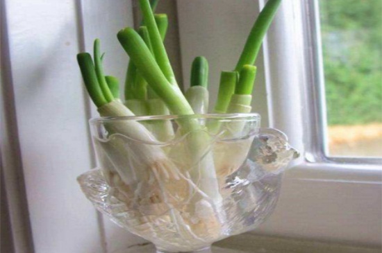 水养葱的正确办法