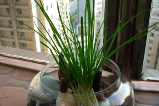 水养葱的正确办法