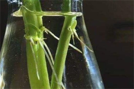 水养葱的正确办法