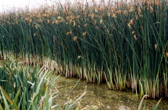 水葱是什么：一种水生植物，是我国重要的经济作物