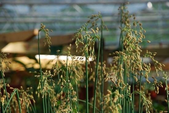 水葱是什么：一种水生植物，是我国重要的经济作物