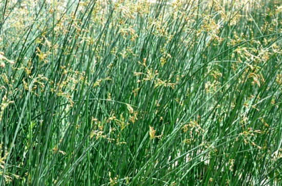 水葱是什么：一种水生植物，是我国重要的经济作物