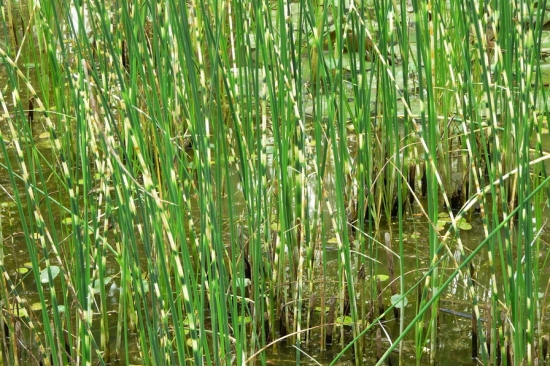 水葱是什么：一种水生植物，是我国重要的经济作物