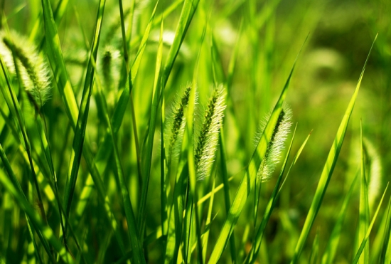 水葱的功效：利水消肿，小便不利