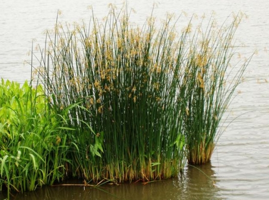 水葱的功效：利水消肿，小便不利