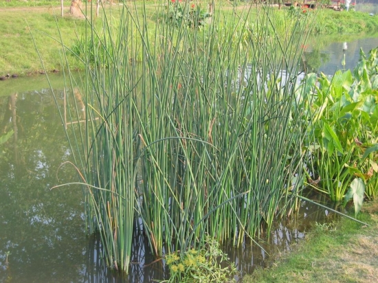 如何使水葱苍翠茁壮